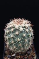 Sclerocactus mesae-verdae SB 71